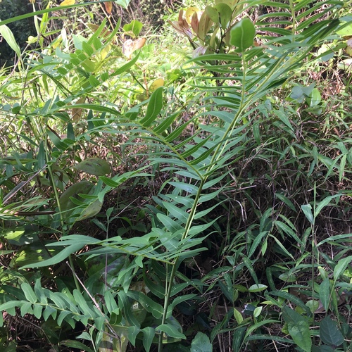 Osmunda japonica, photograph 6