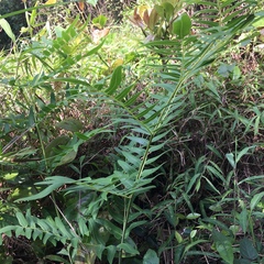 Osmunda japonica, photograph Yj, CC BY, iNaturalist via GBIF