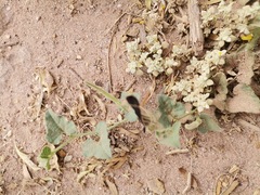 Aristolochia wrightii