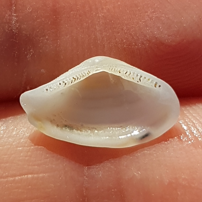Lembulus pella