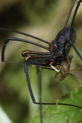 Forsteropsalis inconstans