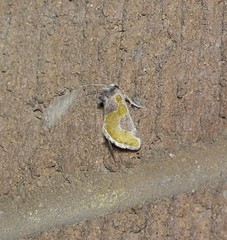 Chalcopasta fulgens