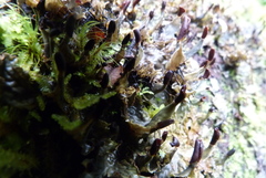 Peltigera dolichorhiza