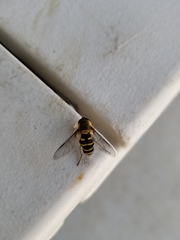 Syrphus opinator
