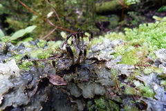 Peltigera dolichorhiza