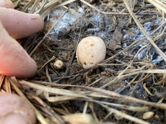 Zelleromyces cinnabarinus