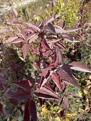 Cornus sericea
