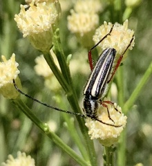 Sphaenothecus bilineatus