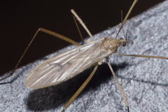 Amphineurus insulsus