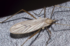 Amphineurus insulsus
