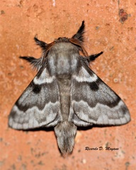 Tolype ventriosa