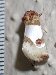 Schinia oculata