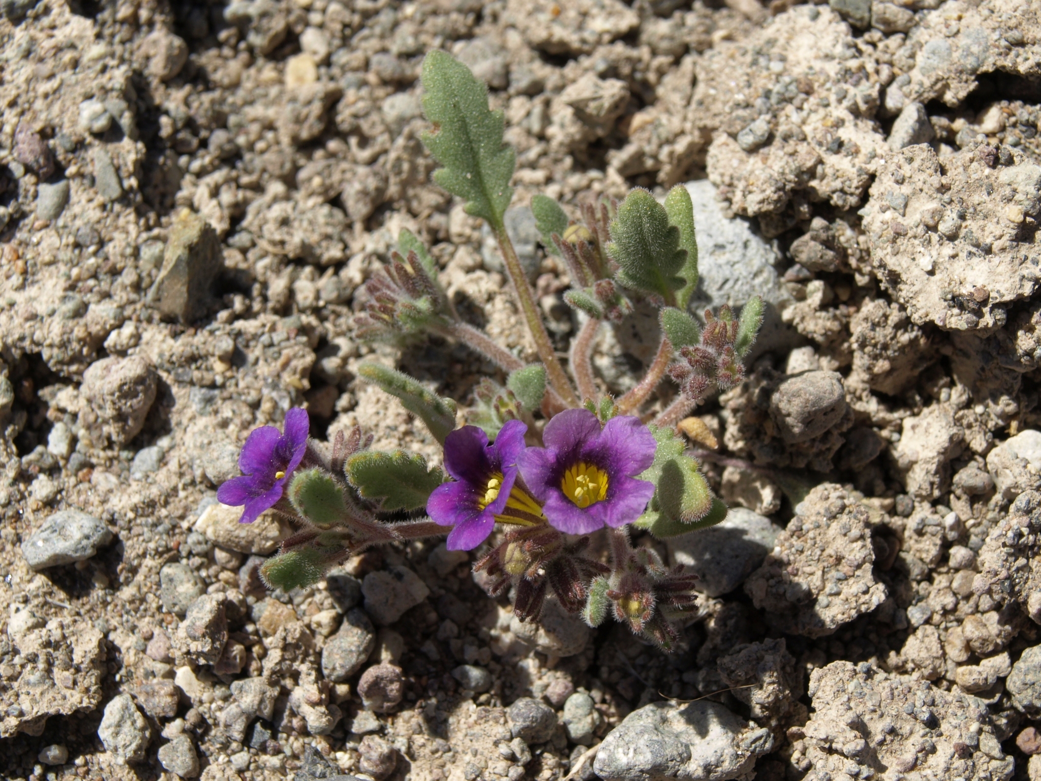 Phacelia gymnoclada