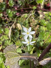 Sisyrinchieae