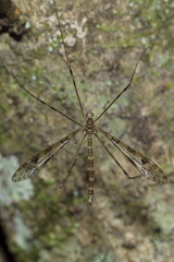 Austrolimnophila argus