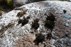 Schistidium apocarpum