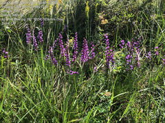 Liatris bracteata