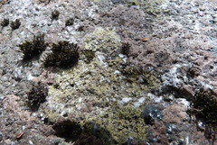 Schistidium apocarpum