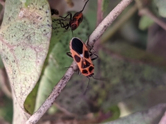 Tropidothorax sternalis