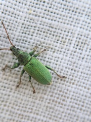 Phyllobius maculicornis