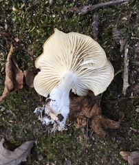 Gerhardtia highlandensis