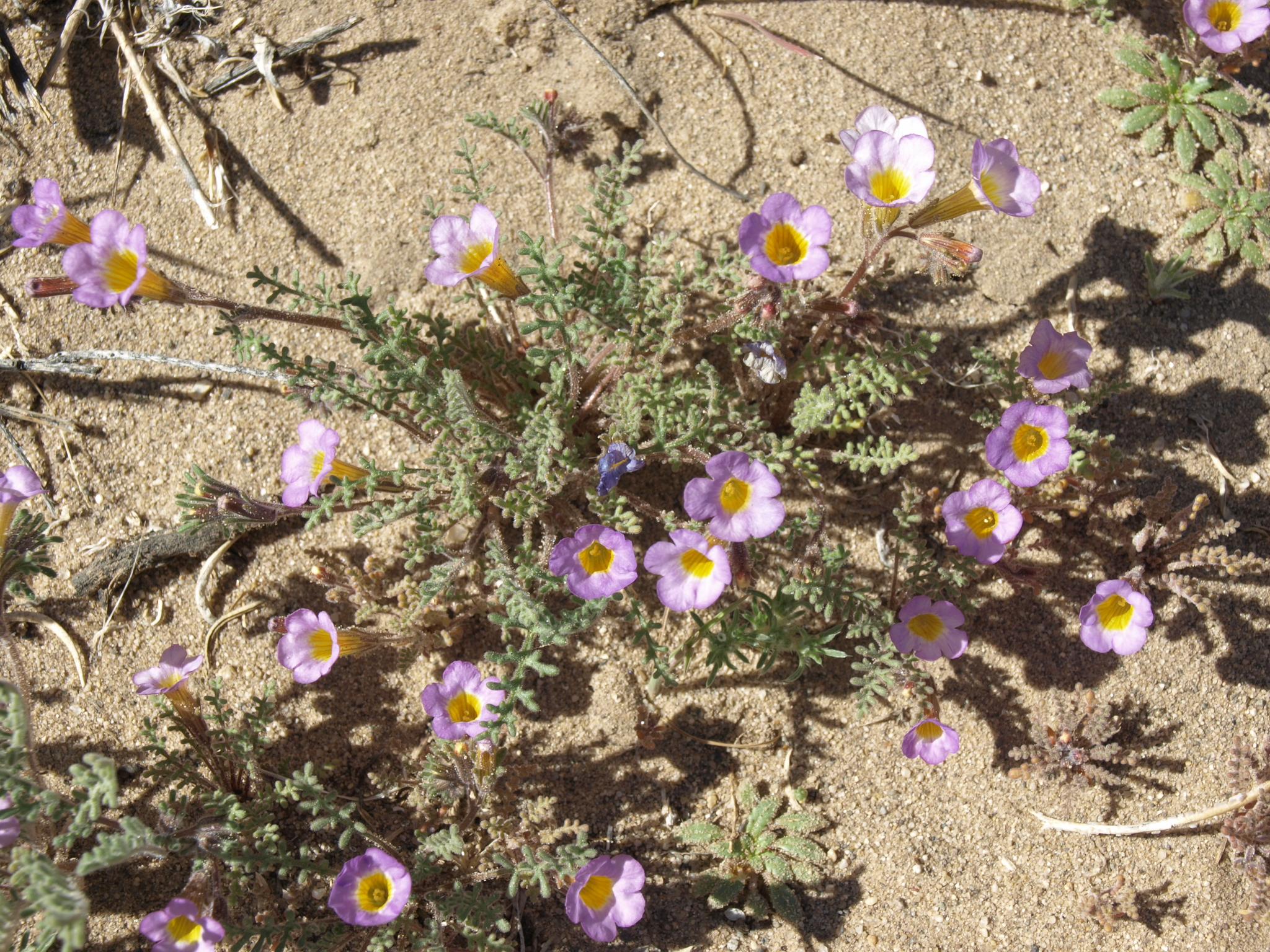 Phacelia bicolor