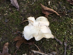 Gerhardtia highlandensis