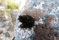 Schistidium apocarpum