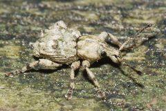 Brachyolus punctatus