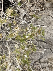 Brickellia atractyloides
