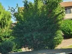 Bougainvillea × buttiana