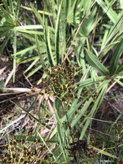 Hypericum cistifolium