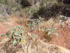 Datura wrightii