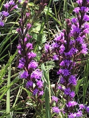 Liatris bracteata