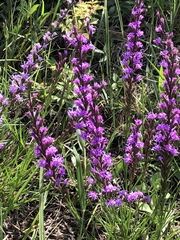 Liatris bracteata