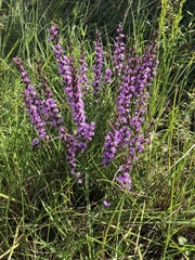 Liatris bracteata