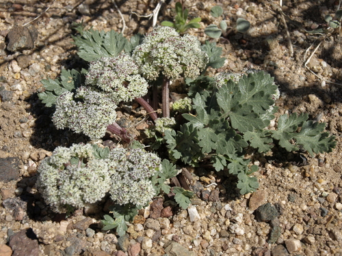 wrinklewing springparsley (Cymopterus corrugatus)