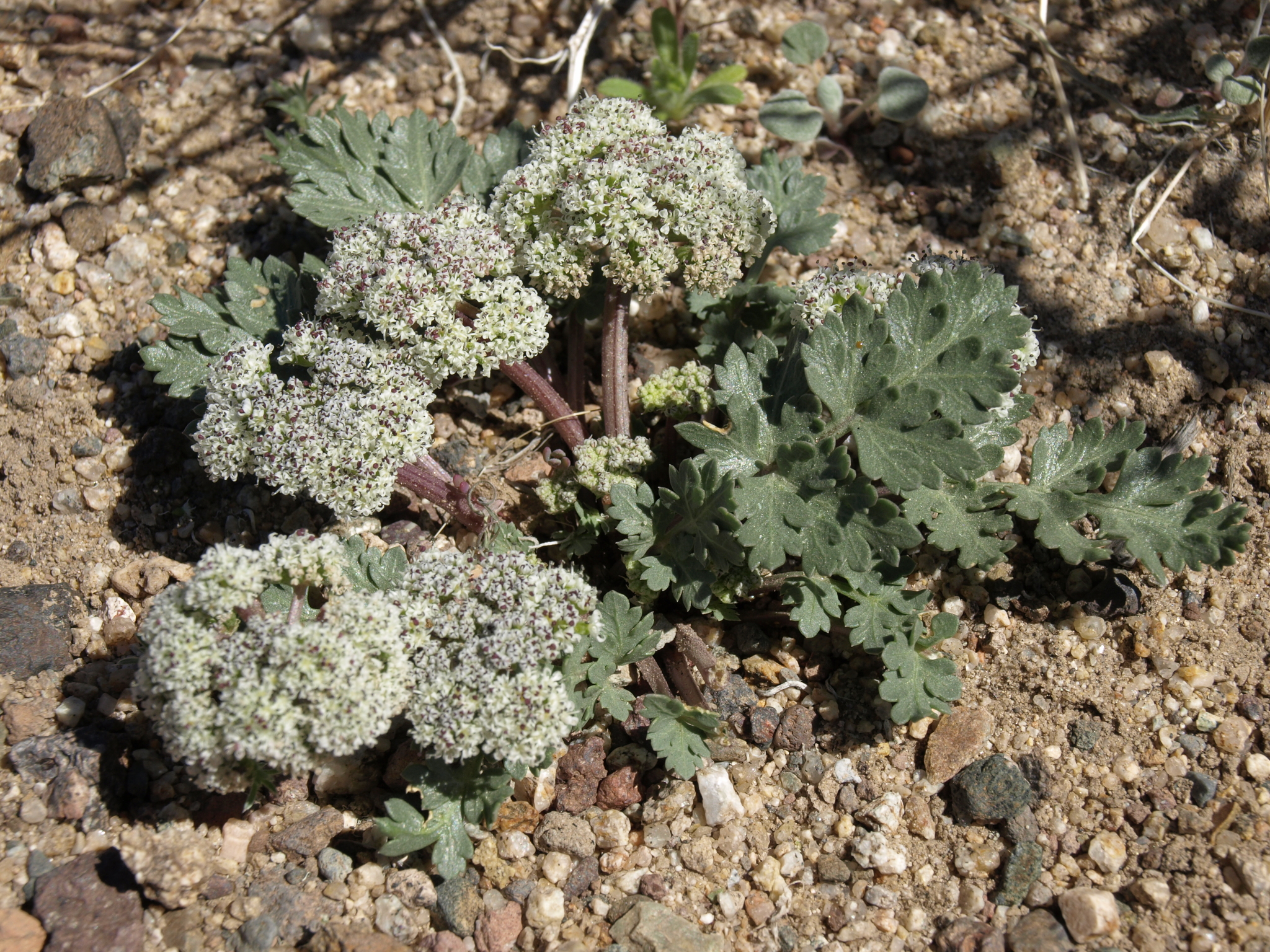 Cymopterus corrugatus
