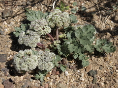 Cymopterus corrugatus