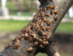Cacopsylla pyri