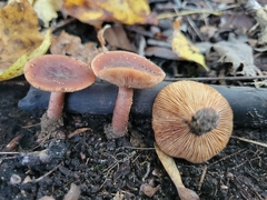 Lactarius mutabilis