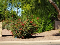 Bougainvillea × buttiana