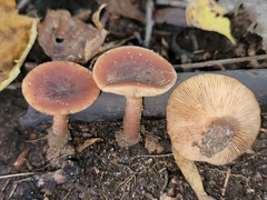 Lactarius mutabilis