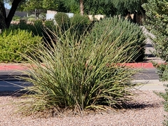 Hesperaloe parviflora