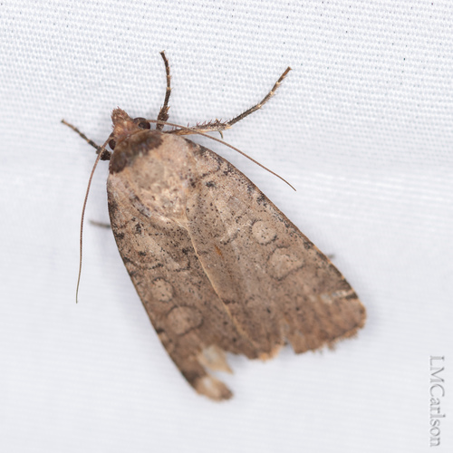 Brown-collared Dart photo 4