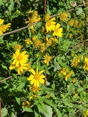 Amblyolepis setigera