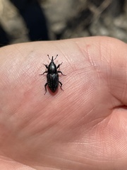 Sphenophorus australis