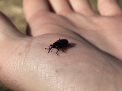 Sphenophorus australis