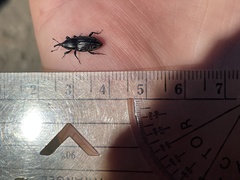 Sphenophorus australis