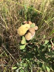 Exobasidium ferrugineae